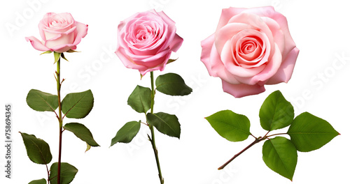 Beautiful pink rose isolated on white background