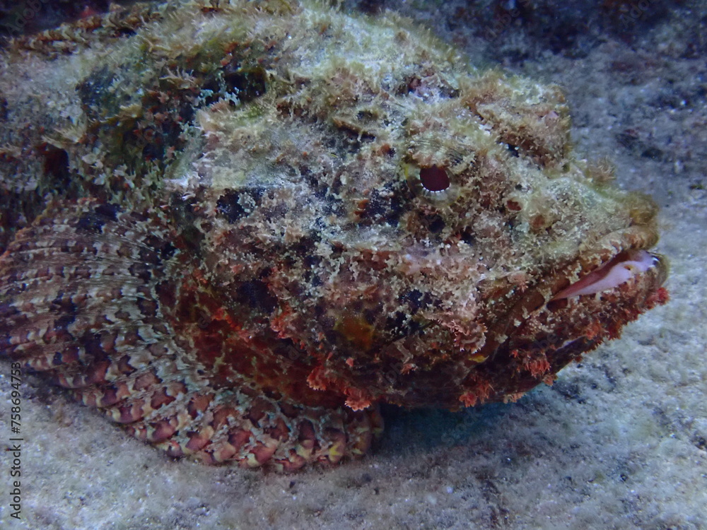 Fototapeta premium scuba diving underwater world 