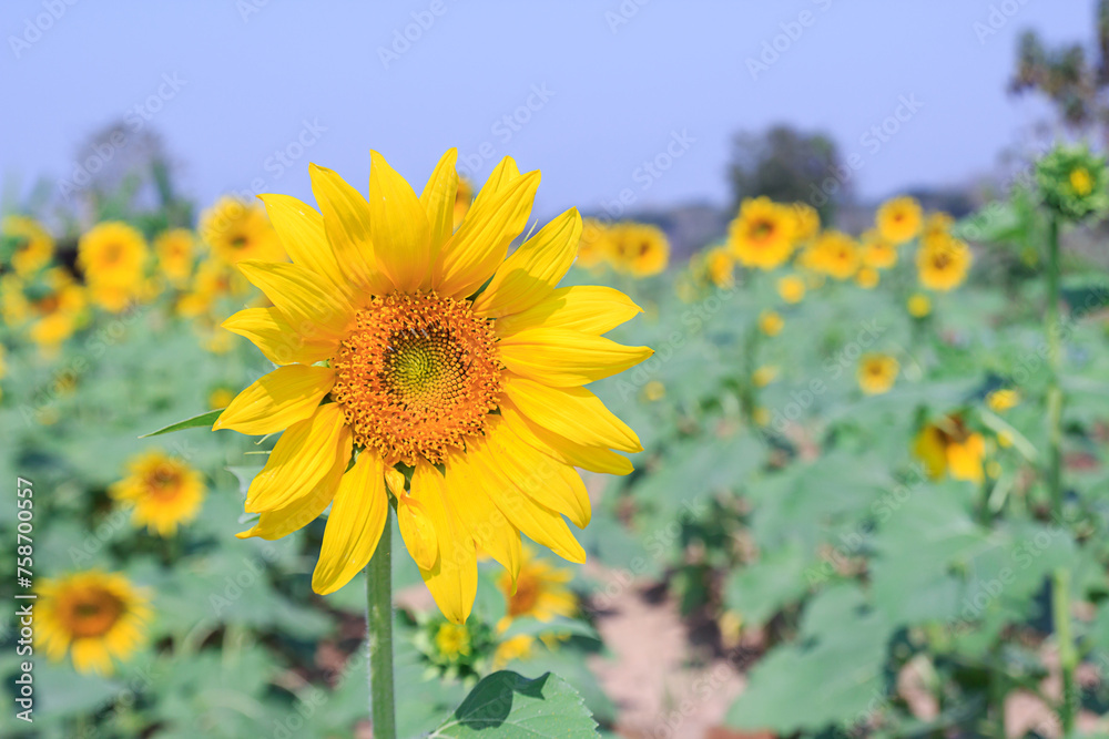 Fototapeta premium Beautiful sunflower in field