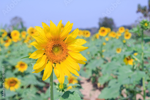 Beautiful sunflower in field