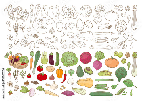 Légumes illustrés © Anthony SEJOURNE