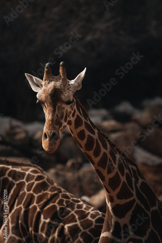 Fototapeta Naklejka Na Ścianę i Meble -  Two giraffes standing beside rocks in the wild.