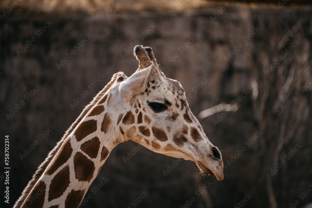 Closeup of a giraffe's head with rocks in the background. Closeup of a giraffe's head with rocks in the background.