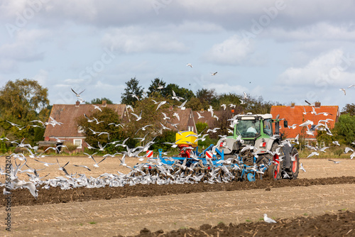Big flock of hungry seagulls birds following modern tractor agricultural machine at farm field sowing earth or prepare soil planting seeds. North european farmland rural landscape