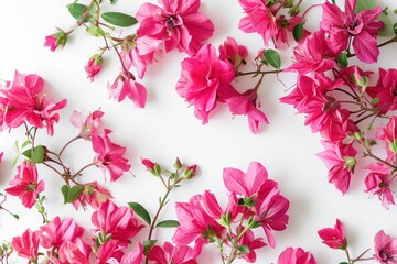 Flowers composition. Pink flowers on white background. Flat lay