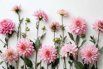 Flowers composition. Pink flowers on white background. Flat lay