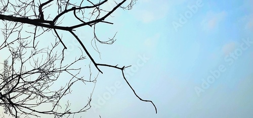 Dried branches on the top of the tree © Thaweesup