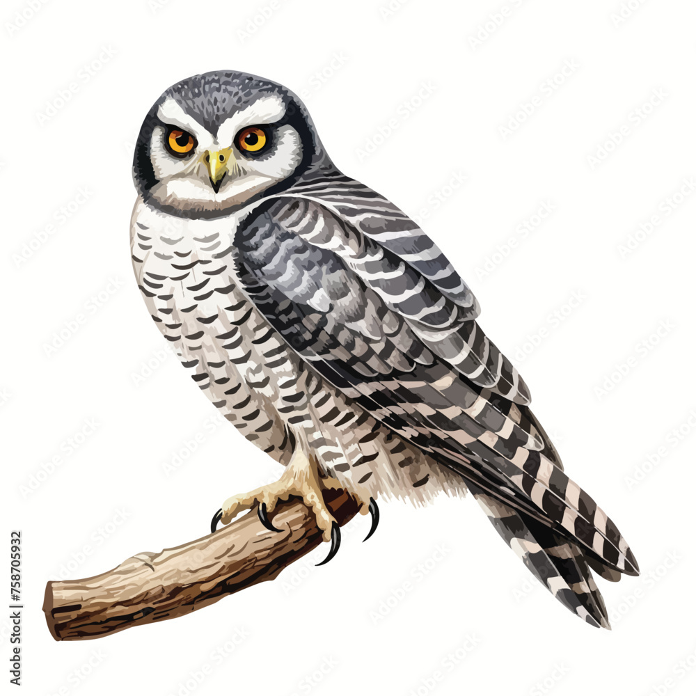 Naklejka premium Northern Hawk Owl Clipart Clipart isolated on white background