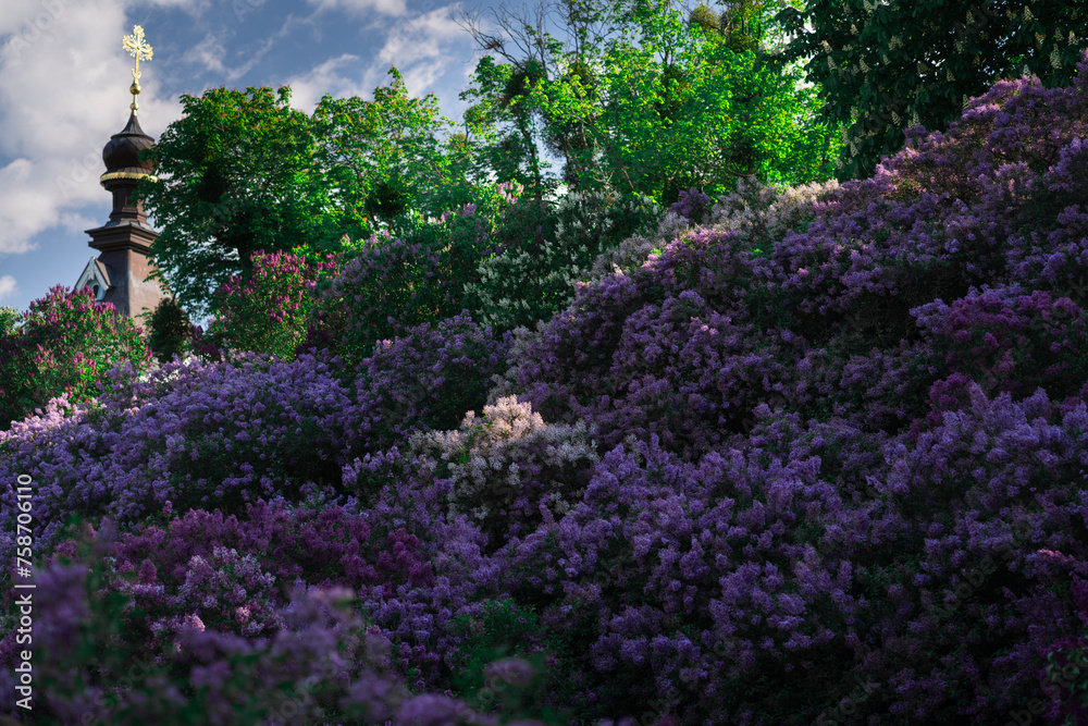 Obraz premium Kiev Botanical Garden in spring time with bright lilac trees. Kiev, Ukraine