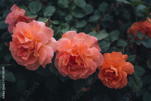 Pink peach roses in the garden.