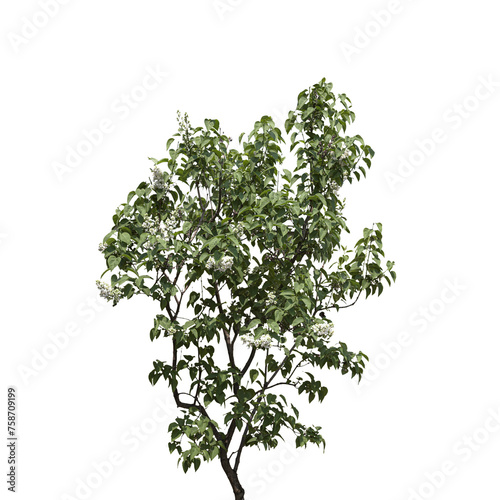 Beautiful small leaves tree isolated on white background