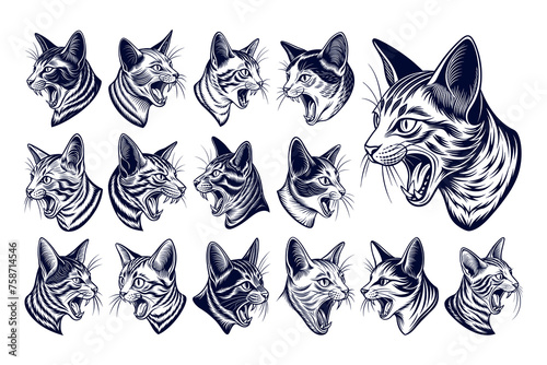 Side view of meowing burmilla cat head tshirt illustration design