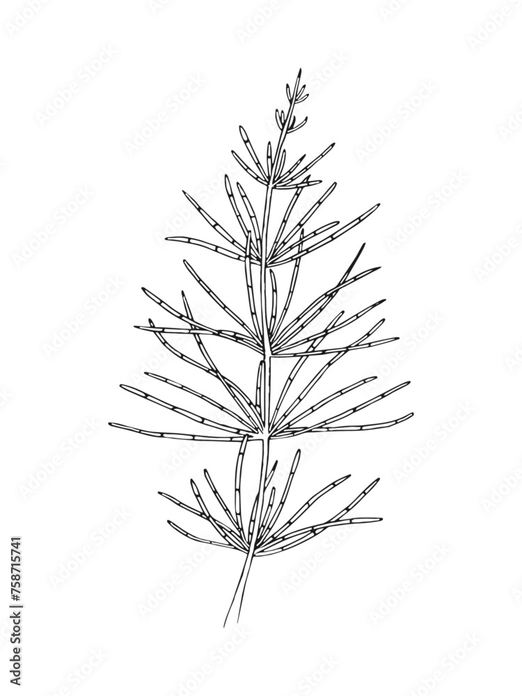 Hand drawn line art minimalist field horsetail illustration. Healing