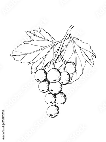 Hand drawn line art minimalist currant illustration. Healing herbs, culinary herbs, aromatherapy plants, herbal tea ingredients. Botanical clipart. Plant illustration. Organic skincare ingredients.