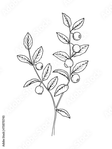 Hand drawn line art minimalist blueberry illustration. Healing herbs  culinary herbs  aromatherapy plants  herbal tea ingredients. Botanical clipart. Plant  illustration. Organic skincare ingredients.