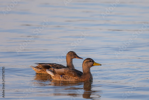 Two ducks (anatidae) swimming on blue colored water