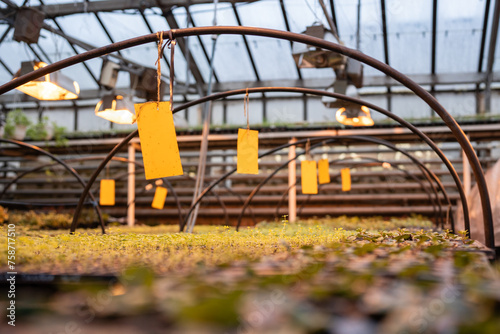 Photography Fungus gnats stuck on yellow sticky trap