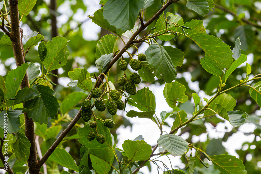 Fototapeta premium Speckled alders spread their seed through cone-like structures