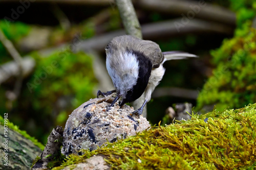 Sumpfmeise frisst an einem Meisenknödel // Marsh tit (Poecile palustris) photo