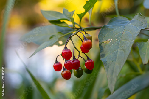 Red berries of woody nightshade, also known as bittersweet, Solanum dulcamara seen in August photo