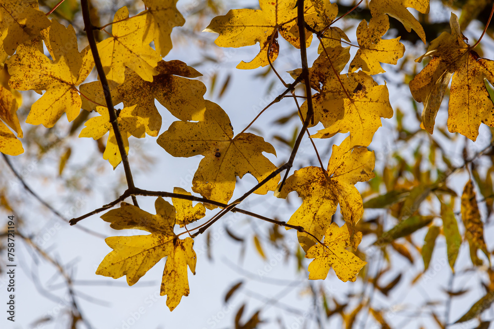 Obraz premium yellowed maple leaves on a blue sky background in autumn on a sunny day