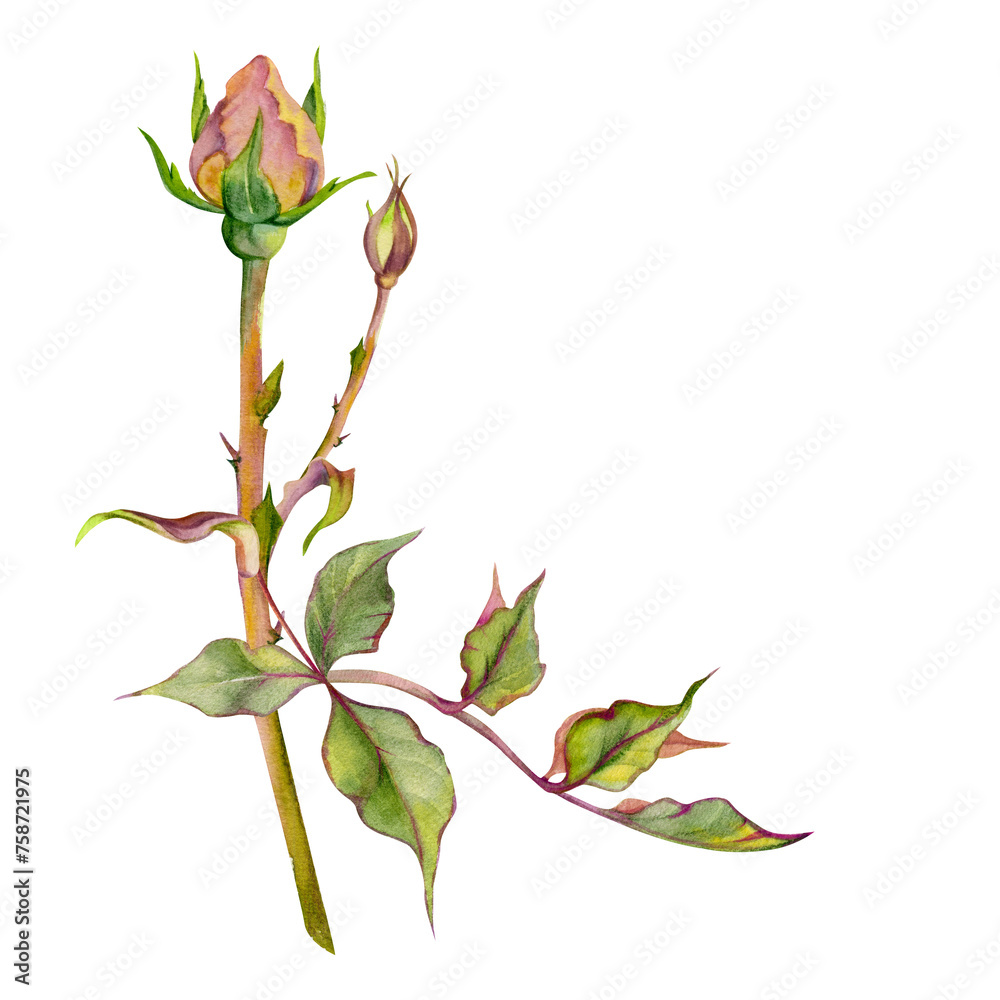 Fototapeta premium Hand drawn watercolor illustration shabby boho botanical flowers leaves. Dusty English tea rose, withered head bud, pink cream. Single object isolated on white background. Design wedding, love cards