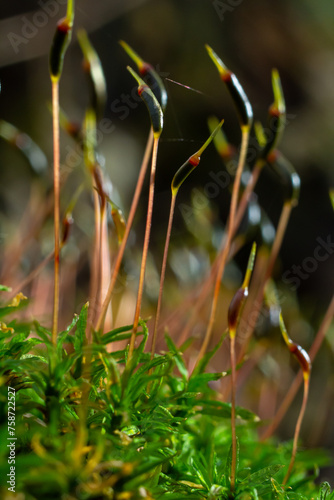 Precious drops of water from the morning dew covering an isolated plant of Ceratodon purpureus that is growing on the rock, purple moss, Burned ground moss on the stone, warm colours closeup photo