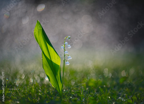 Lily of the valley on green grass with bokeh