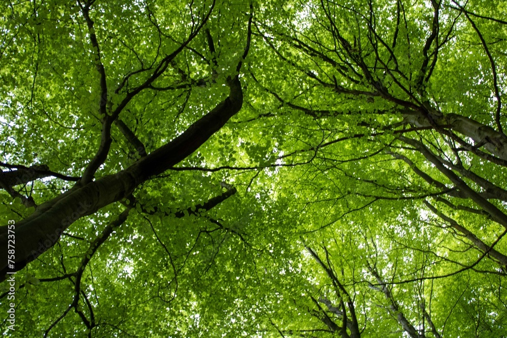 Fototapeta premium Looking up at the trees on a sunny day