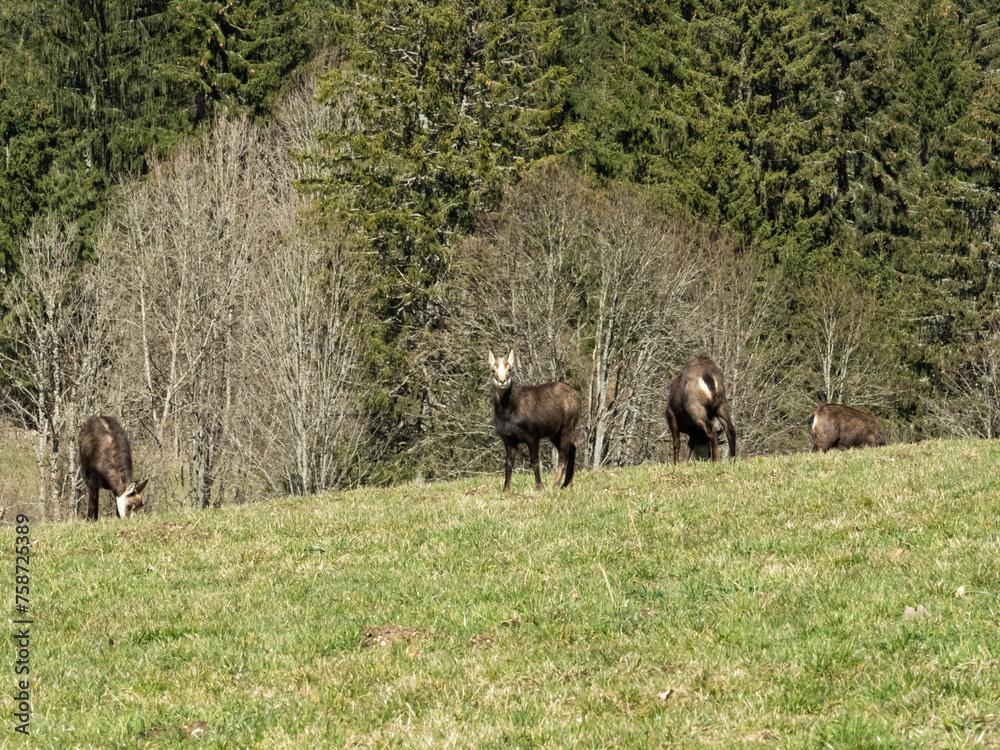 jeune chamois regarde vers l'objectif au milieu d'une prairie jeune chamois regarde vers l'objectif au milieu d'une prairie