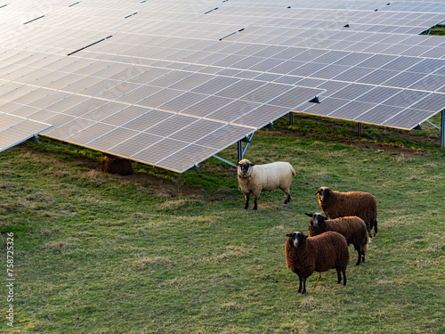 Brown and white sheep looking at camera next to photovoltaic solar modules