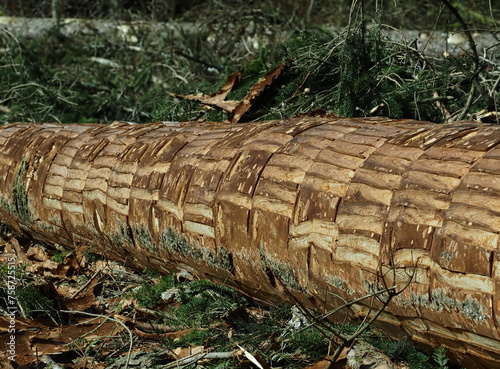 découpe de sangles sur un épicéa en franche comté pour sangler le mont d'or