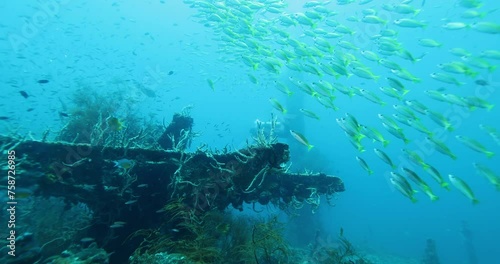 Flock herd of yellow Jack fish bait ball. A fish swimming around the mast of a sunken ship and a diver in the background. Seascape with schooling yellow Jack fish in the sunken ship of the Caribbean photo