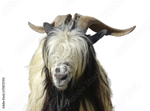 Male goat with a lot of facial hair