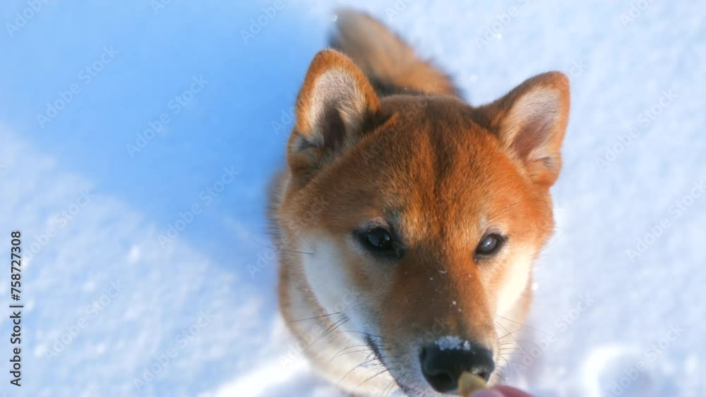 Portrait Close up cute purebred Shiba Inu puppy biting and chewing a dog biscuit given by her owner after waiting patiently and looking around with an interested look at owner, slow motion Portrait Close up cute purebred Shiba Inu puppy biting and chewing a dog biscuit given by her owner after waiting patiently and looking around with an interested look at owner, slow motion