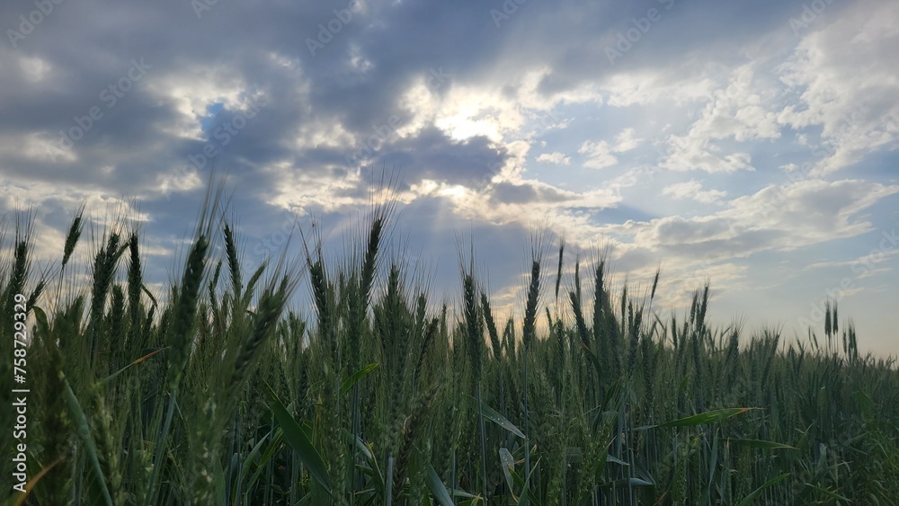 Wheat crop against cloudy sky