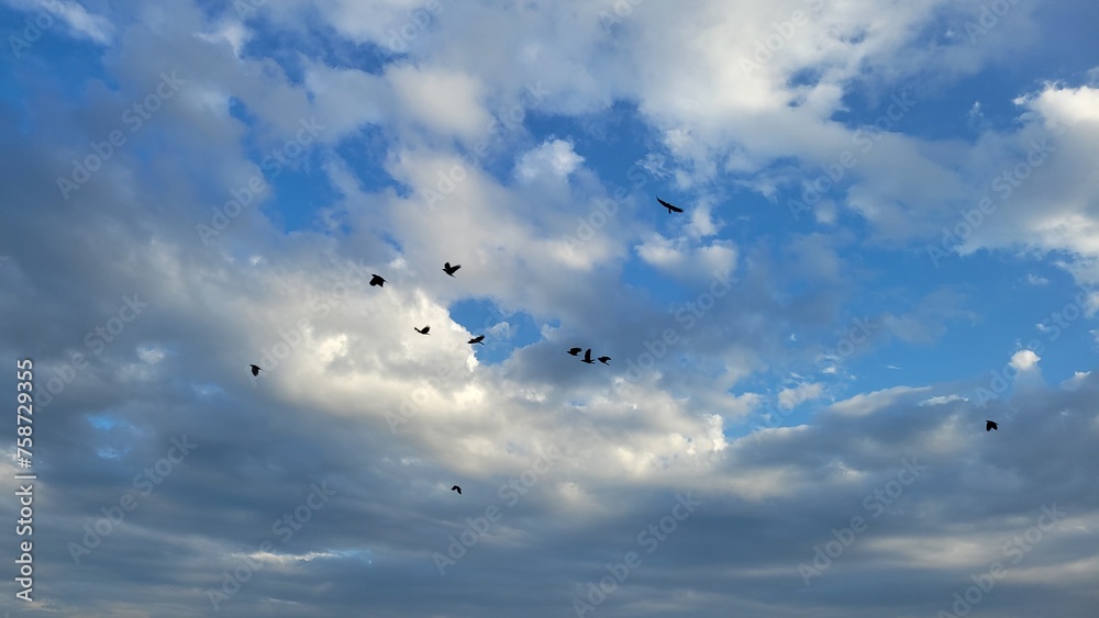 Birds flock flying in the sky Birds flock flying in the sky