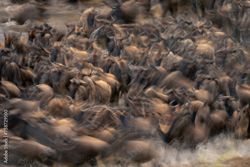 Slow pan of blue wildebeest during crossing