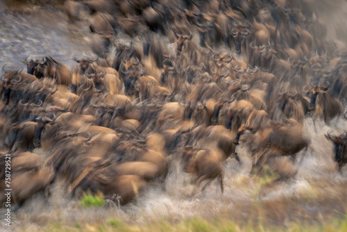 Slow pan of blue wildebeest in water © Nick Dale
