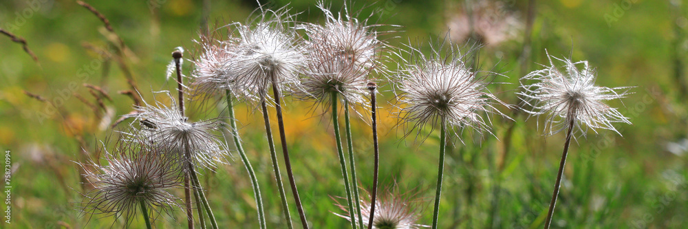 Gewöhnliche Kuhschelle (Pulsatilla vulgaris) Blütenstand im Sommer, Panorama 