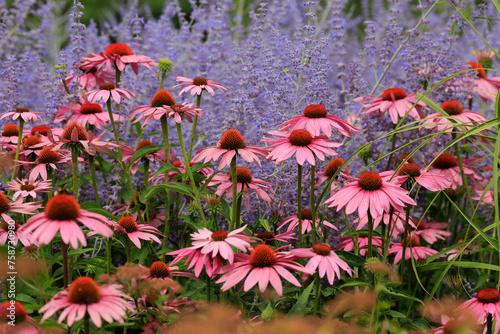 Purpurroter Sonnenhut (Echinacea purpurea) im Blumenbeet