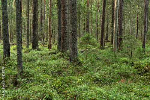 A mature coniferous natural forest on a late summer day in Estonia, Northern Europe 