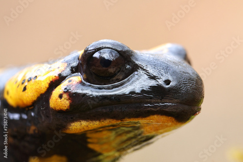 closeup of salamandra head