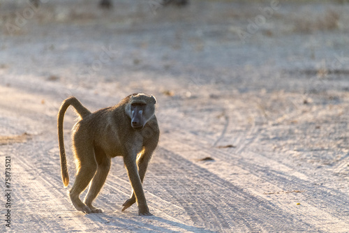 Close-up of a Chacma Baboon  Papio ursinus  sitting in the sun in Chobe National Park  Botswana.