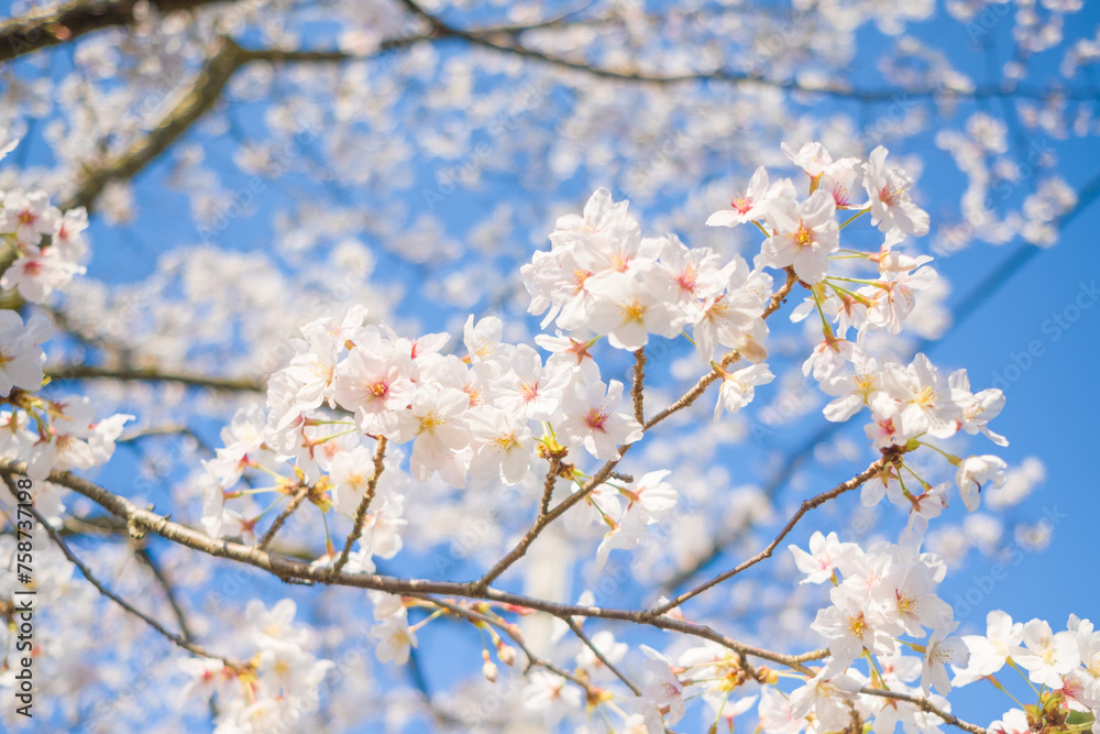 桜の風景　日本を代表する美しい花　満開の桜