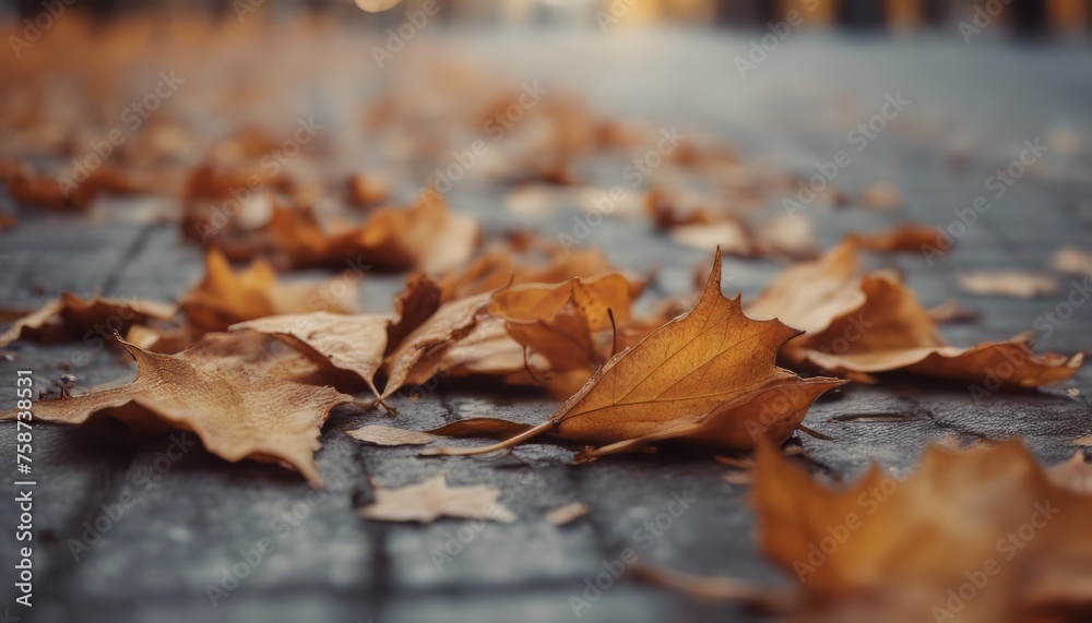 View of dry autumn leaves fallen on street View of dry autumn leaves fallen on street