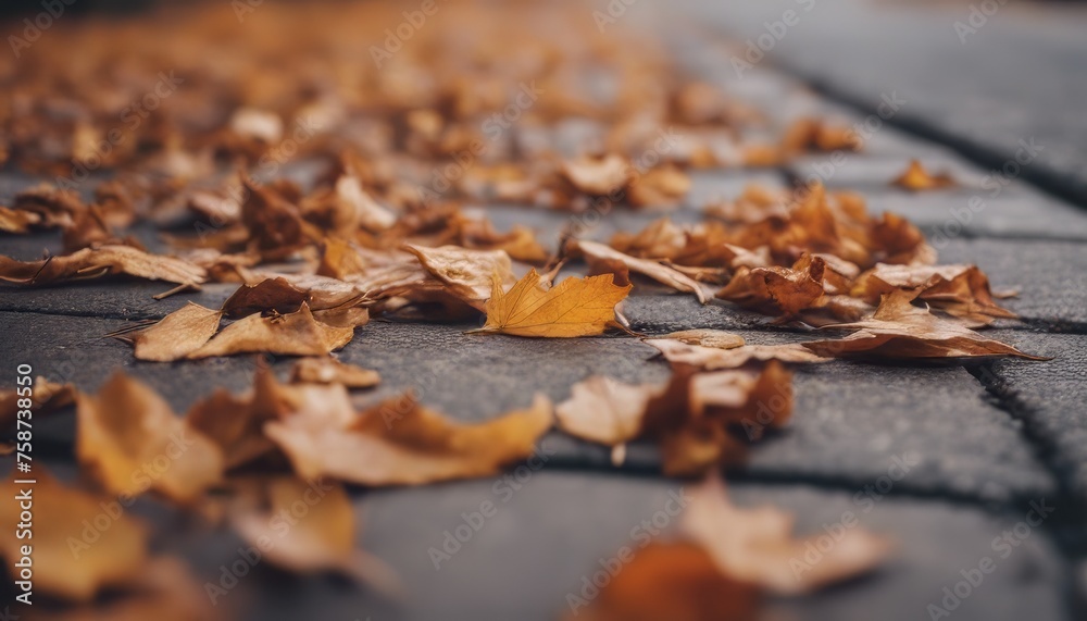 View of dry autumn leaves fallen on street View of dry autumn leaves fallen on street