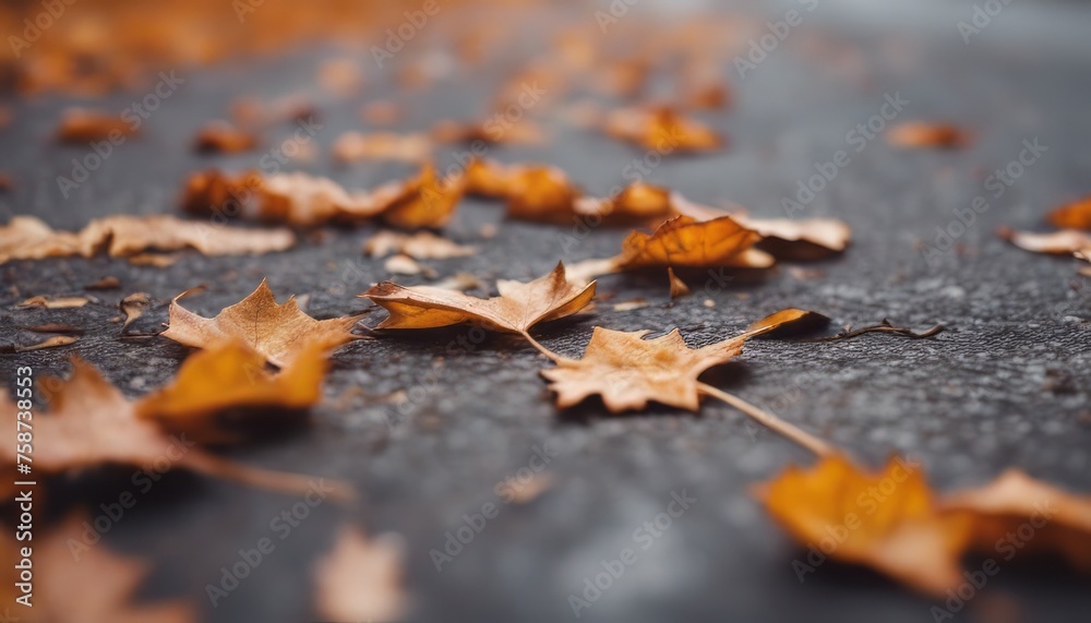 View of dry autumn leaves fallen on street