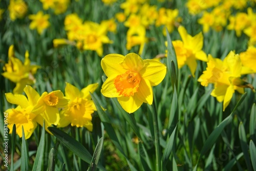 Daffodil background