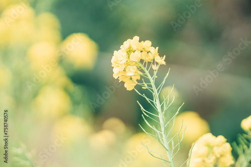 クローズアップされた優しい雰囲気の菜の花 photo